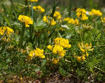 31-Blume-Hornklee-Au-wg-2017-_15_-AB-2019-a-webbearb
