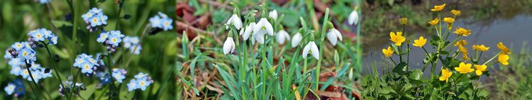 Natur-Heimische-Blumen-wg-1920x360