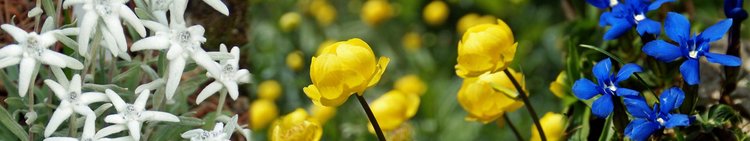 Natur-Alpenblume-Trollblume-und_Co_Au-Laterns-wg-2017-_37_-1920x360