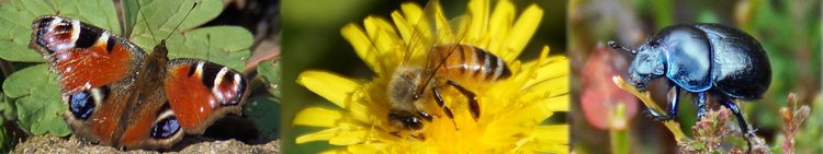 Slider-heimische-Imsekten-wg-1920_360