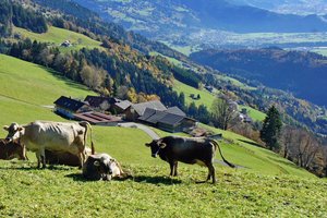 55. Bergbauern in Dünserberg