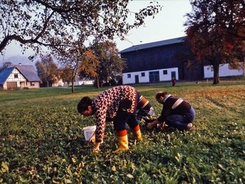 15. Obstbau in Hörbranz image-7018