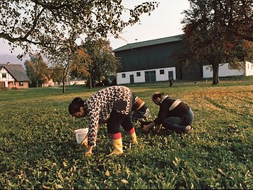 17. Obstbau in Hörbranz image-55143