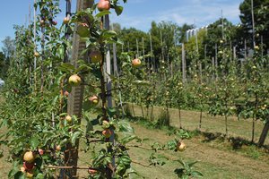 08. Obstkultur und -verarbeitung