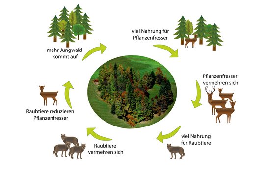 14. Wald und Wild 14. Wald und Wild